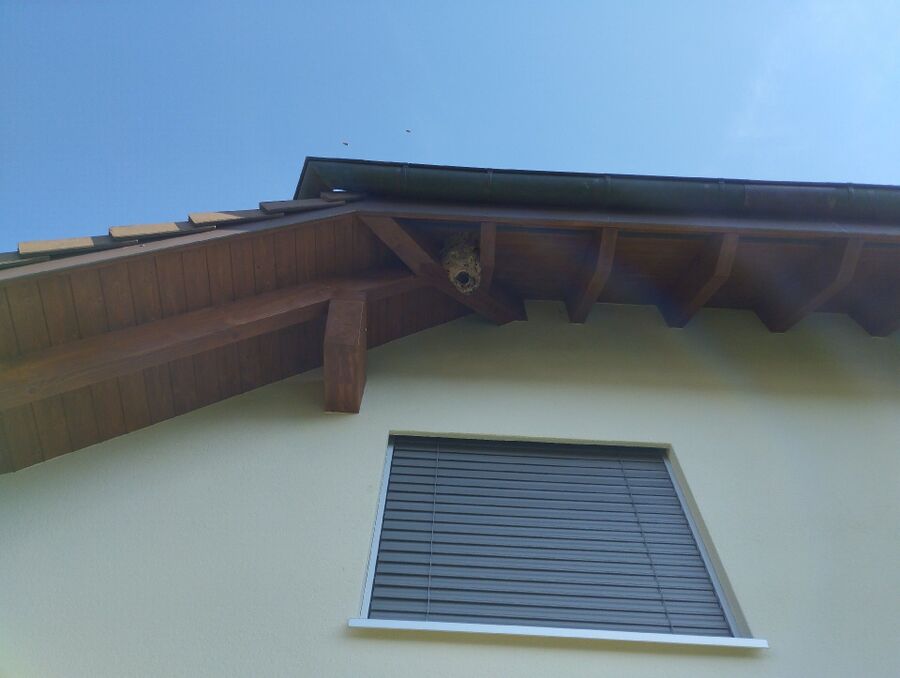 bienennest-am-haus-entfernen.jpg