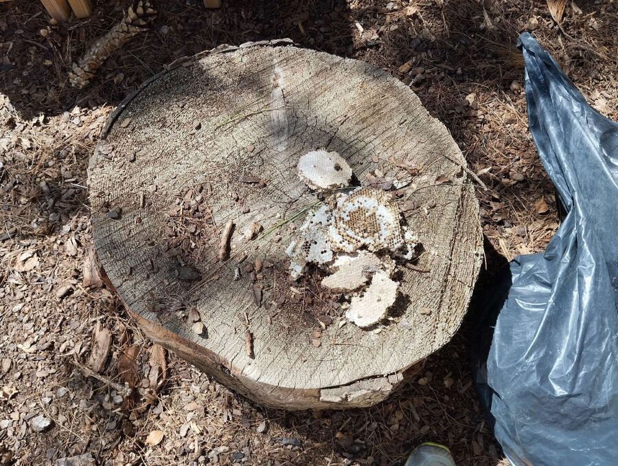  Bienennest entfernen