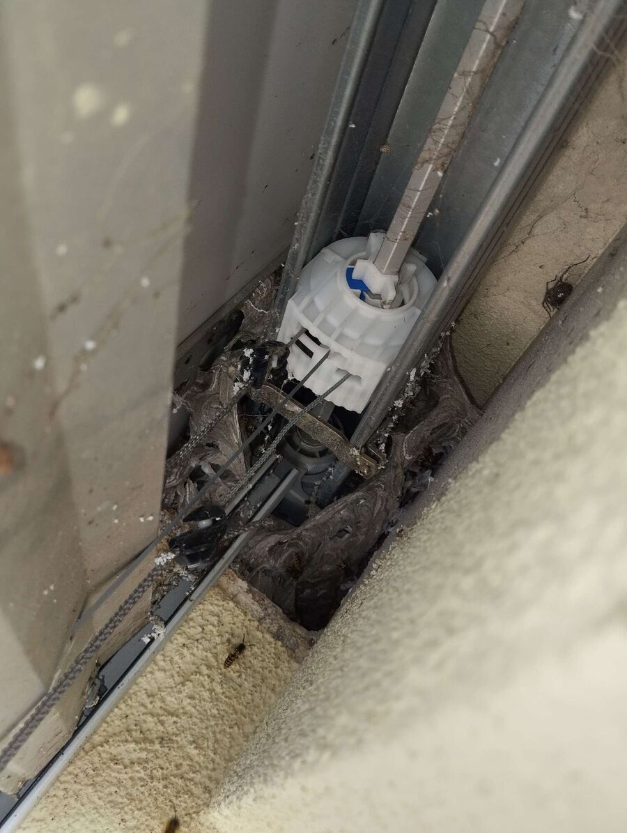 Bienen umsiedeln &  Bienennest entfernen 