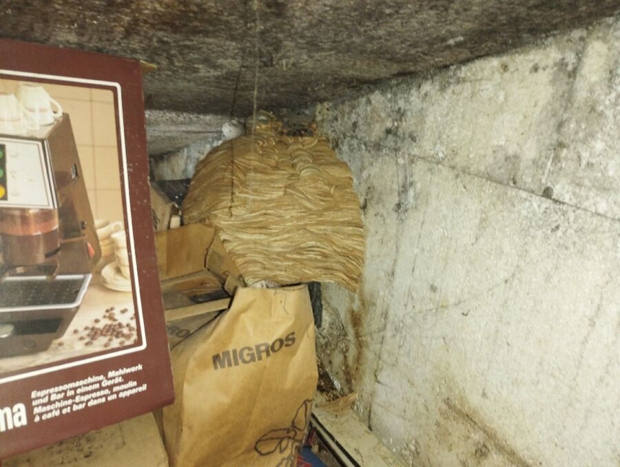  Bienennest entfernen.jpeg