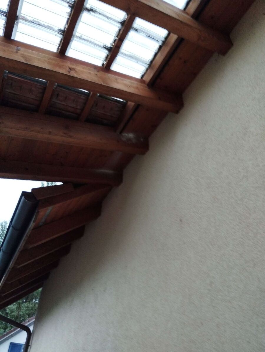 Bienen umsiedeln &  Bienennest entfernen 