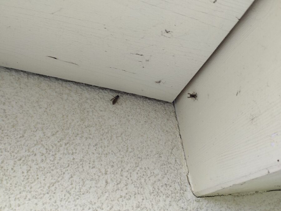  Bienennest entfernen