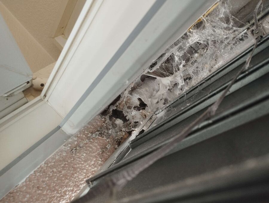  Bienennest entfernen.jpeg