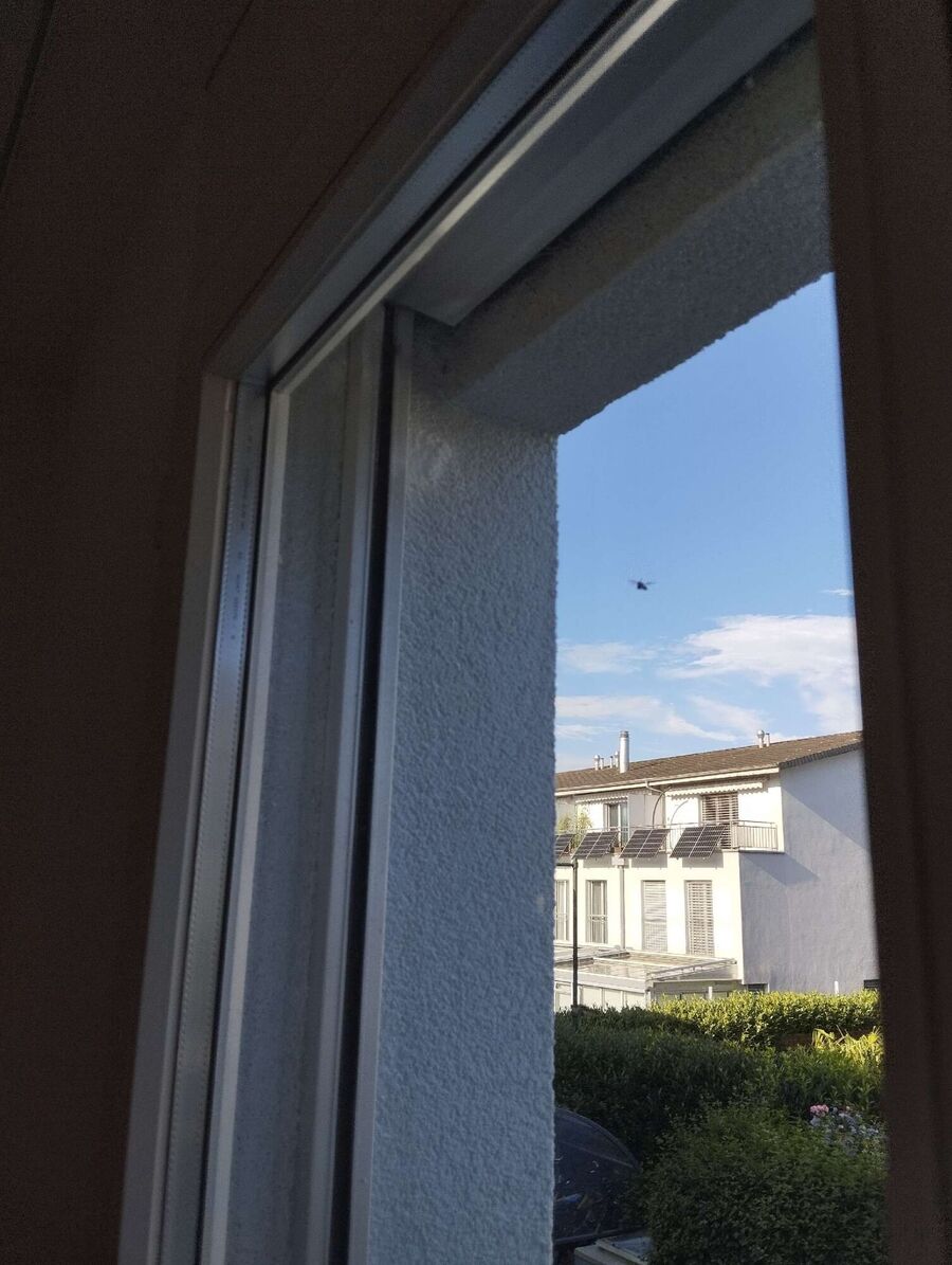 Bienen umsiedeln &  Bienennest entfernen 