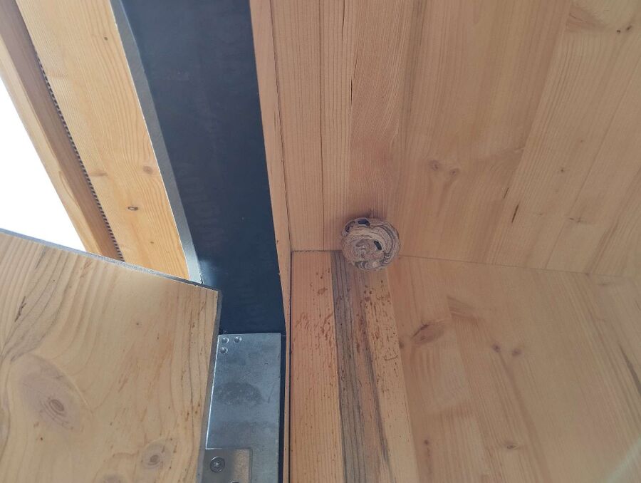  Bienennest entfernen.jpeg