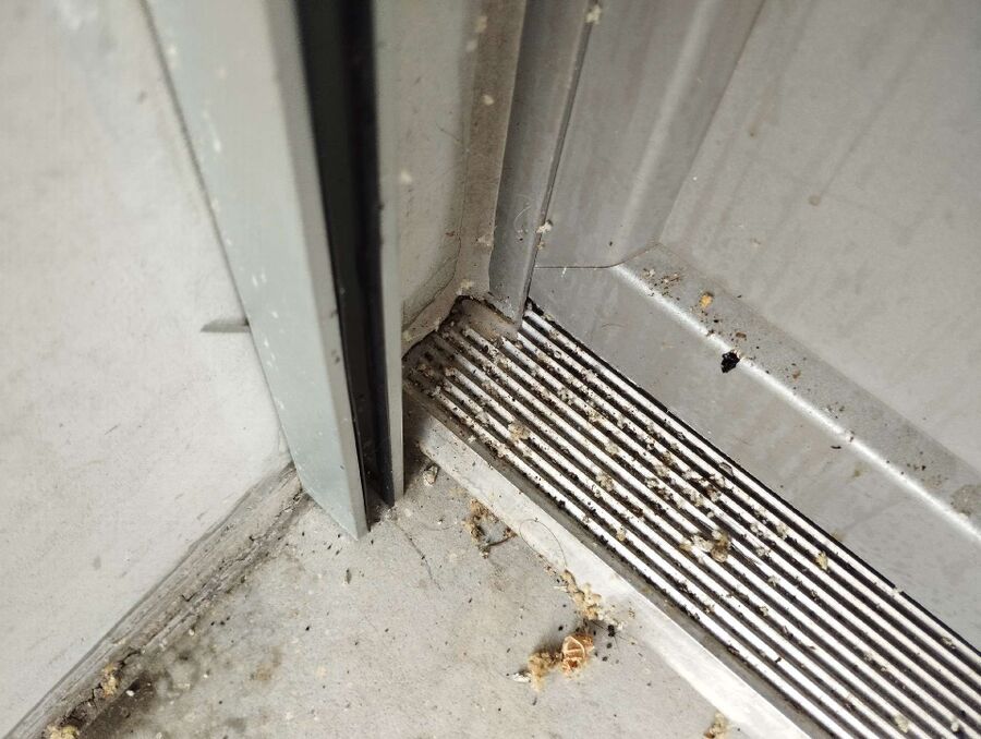  Bienennest entfernen.jpeg