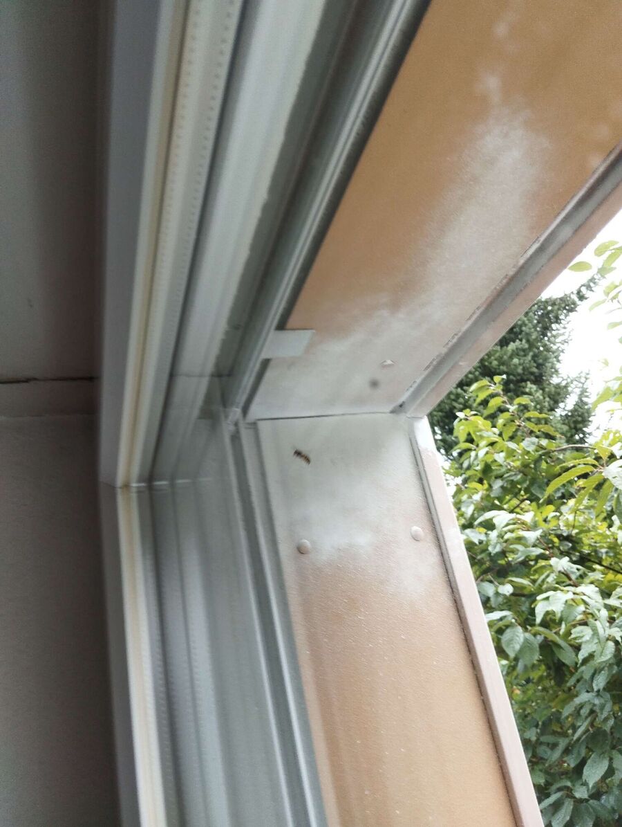 Bienen umsiedeln &  Bienennest entfernen 