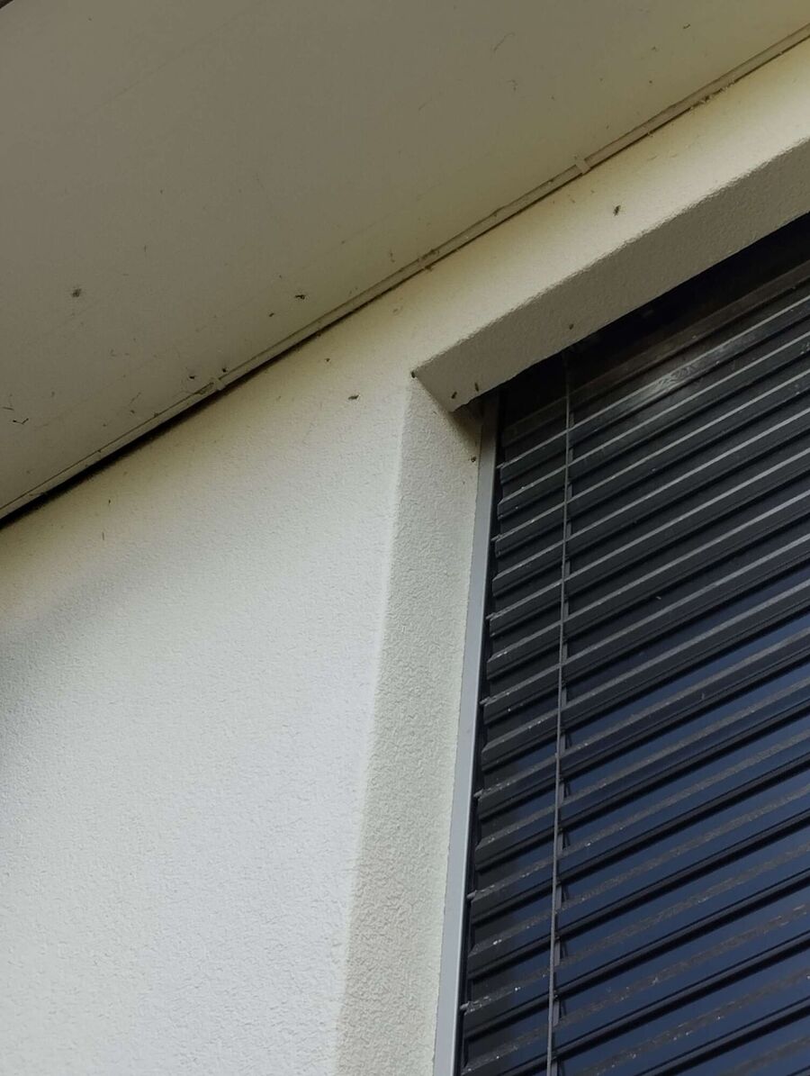  Bienennest entfernen