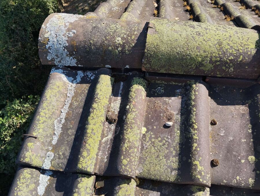  Bienennest entfernen