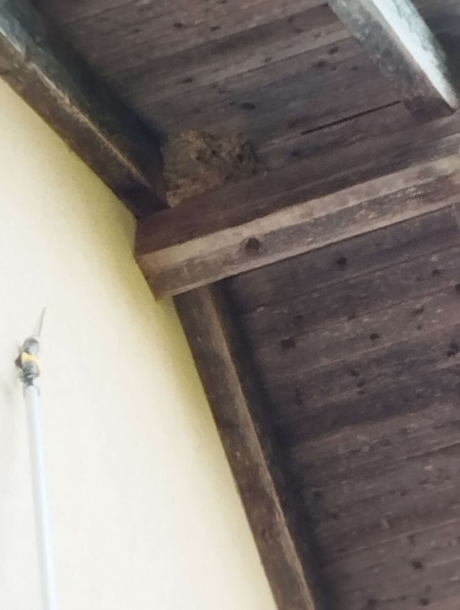  Bienennest entfernen.jpeg