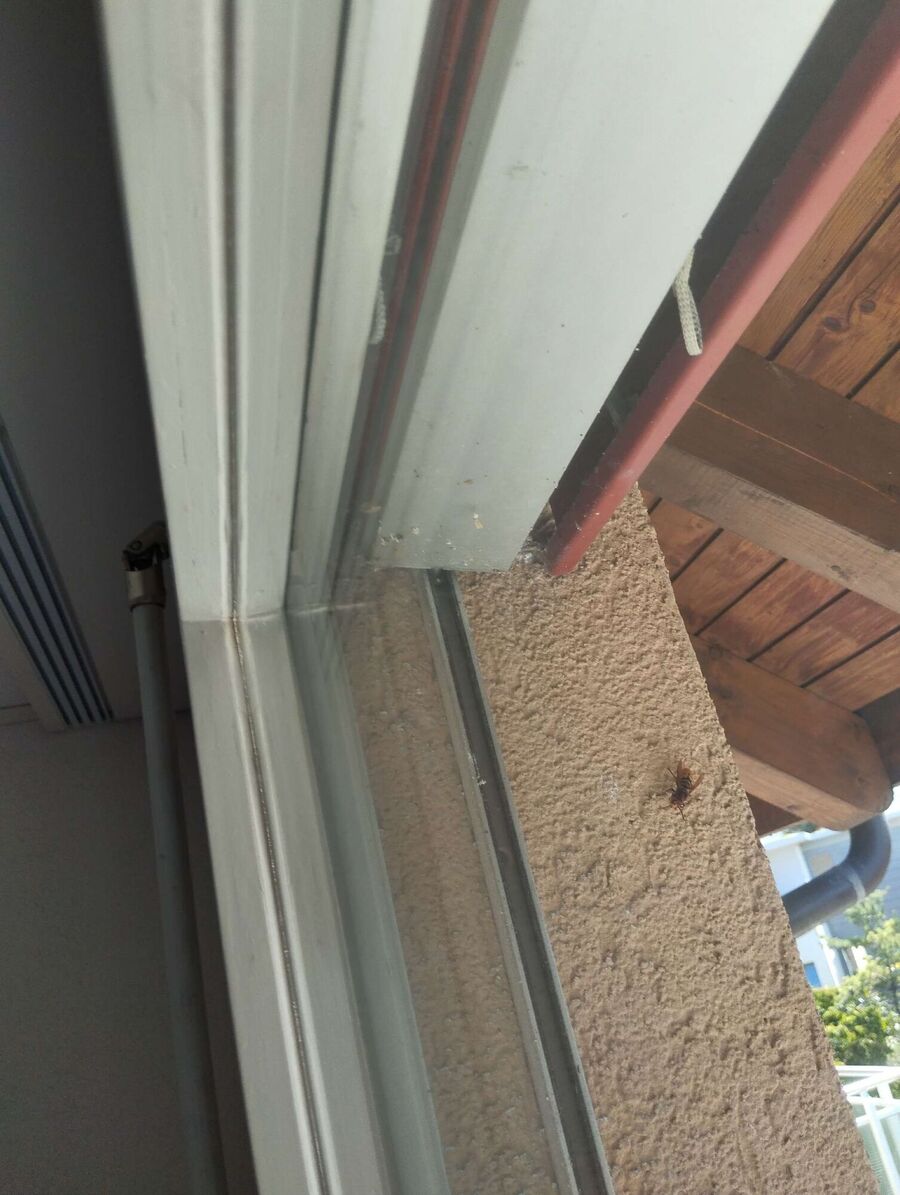  Bienennest entfernen.jpeg