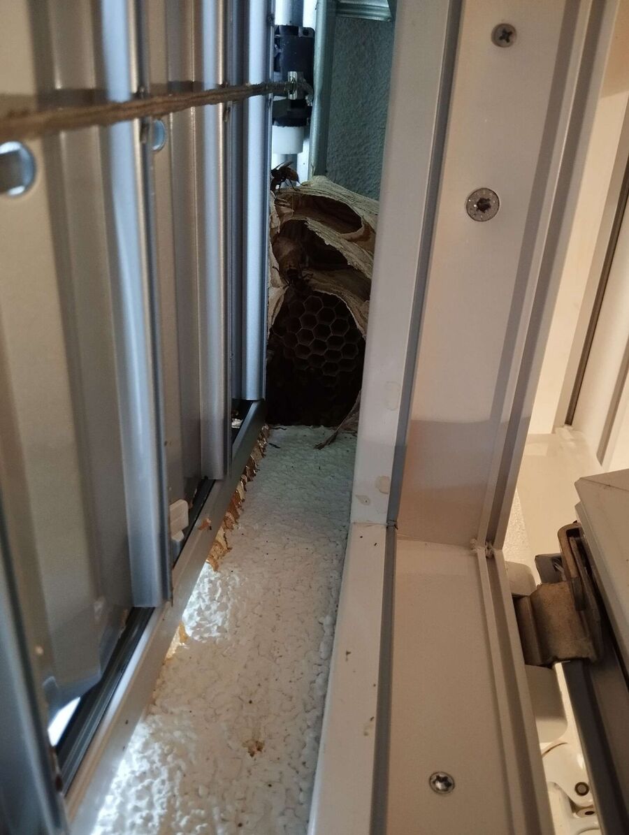 Bienen umsiedeln &  Bienennest entfernen 