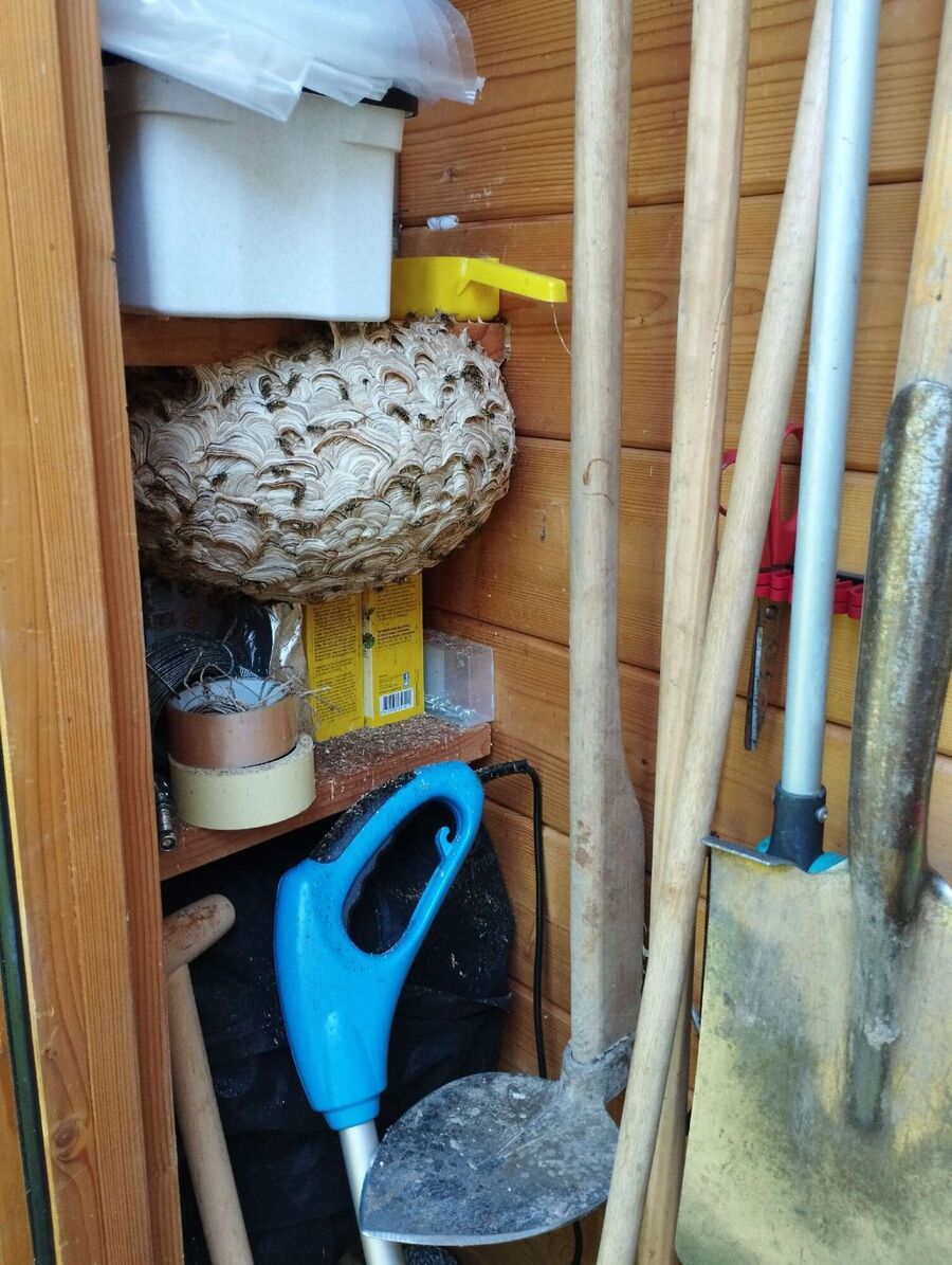  Bienennest entfernen.jpeg