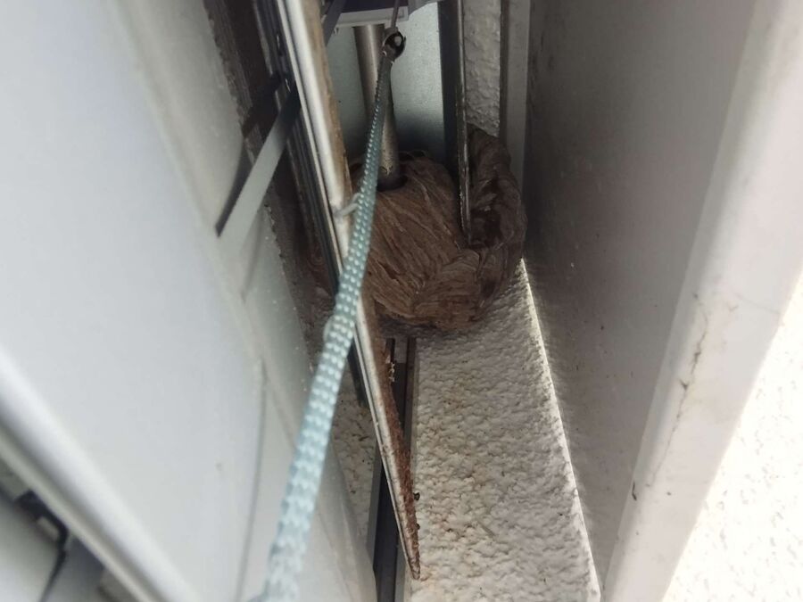  Bienennest entfernen