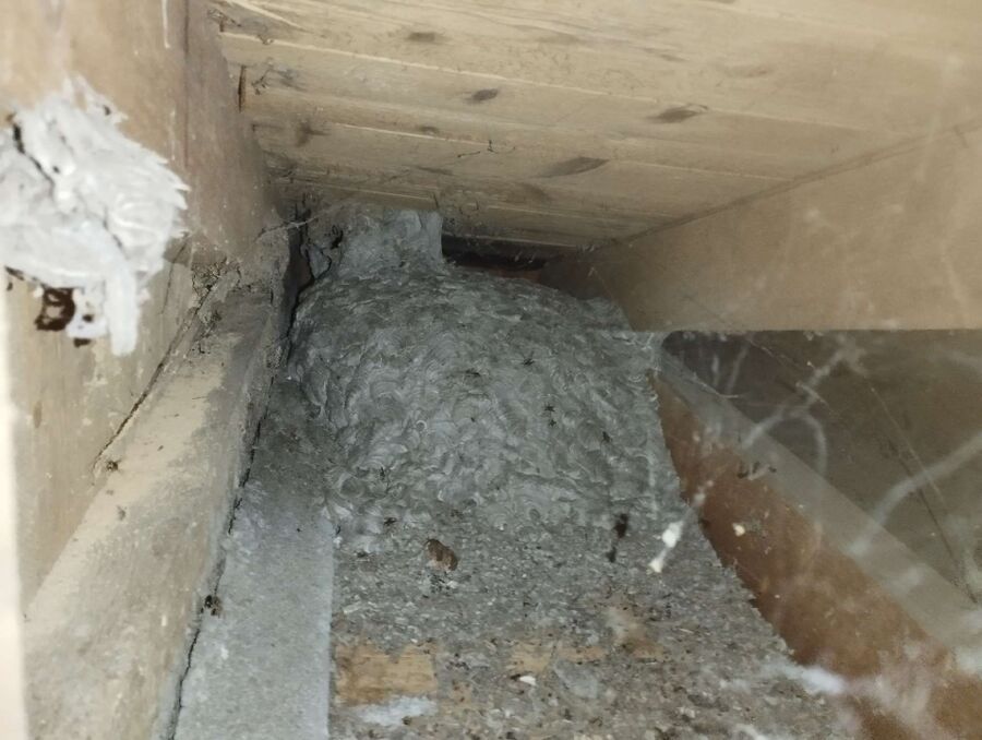 Bienen umsiedeln &  Bienennest entfernen 