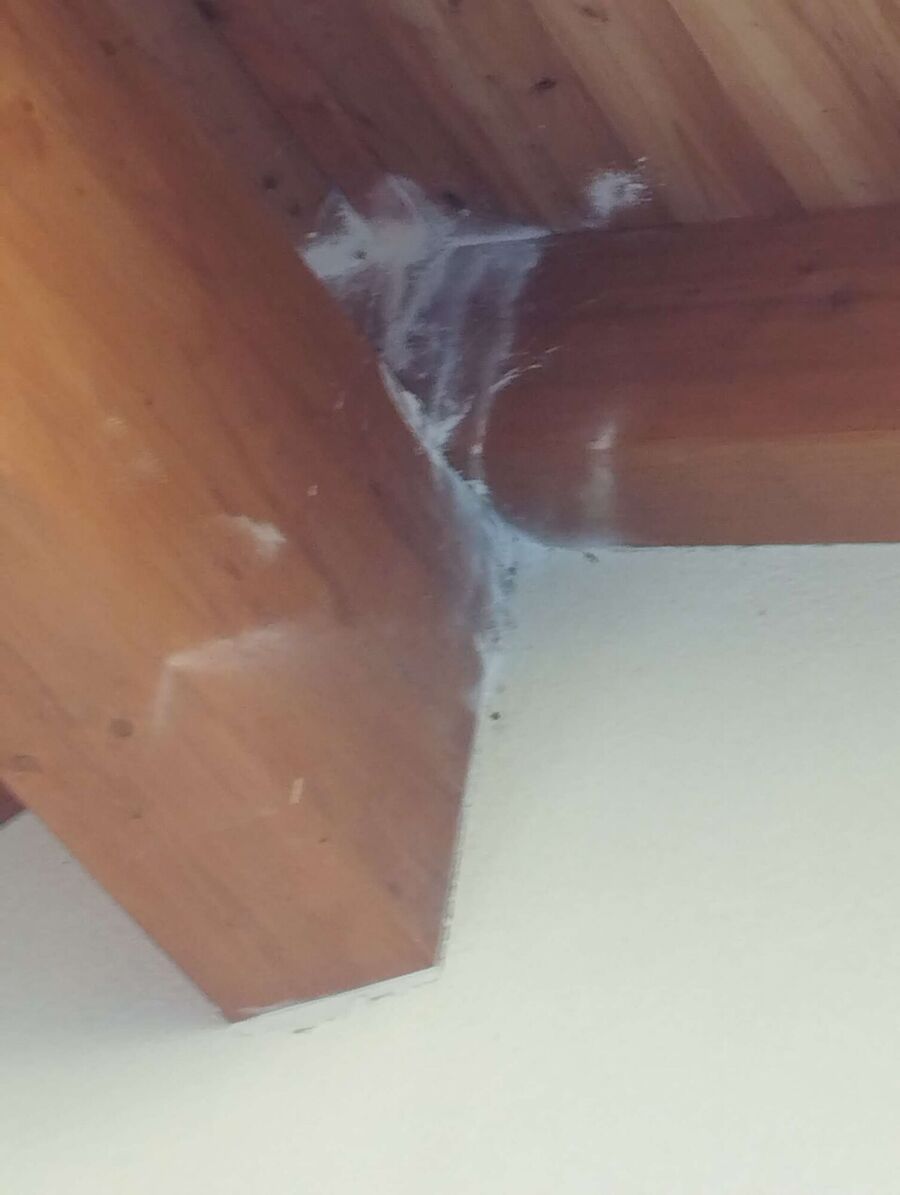 Bienen umsiedeln &  Bienennest entfernen 