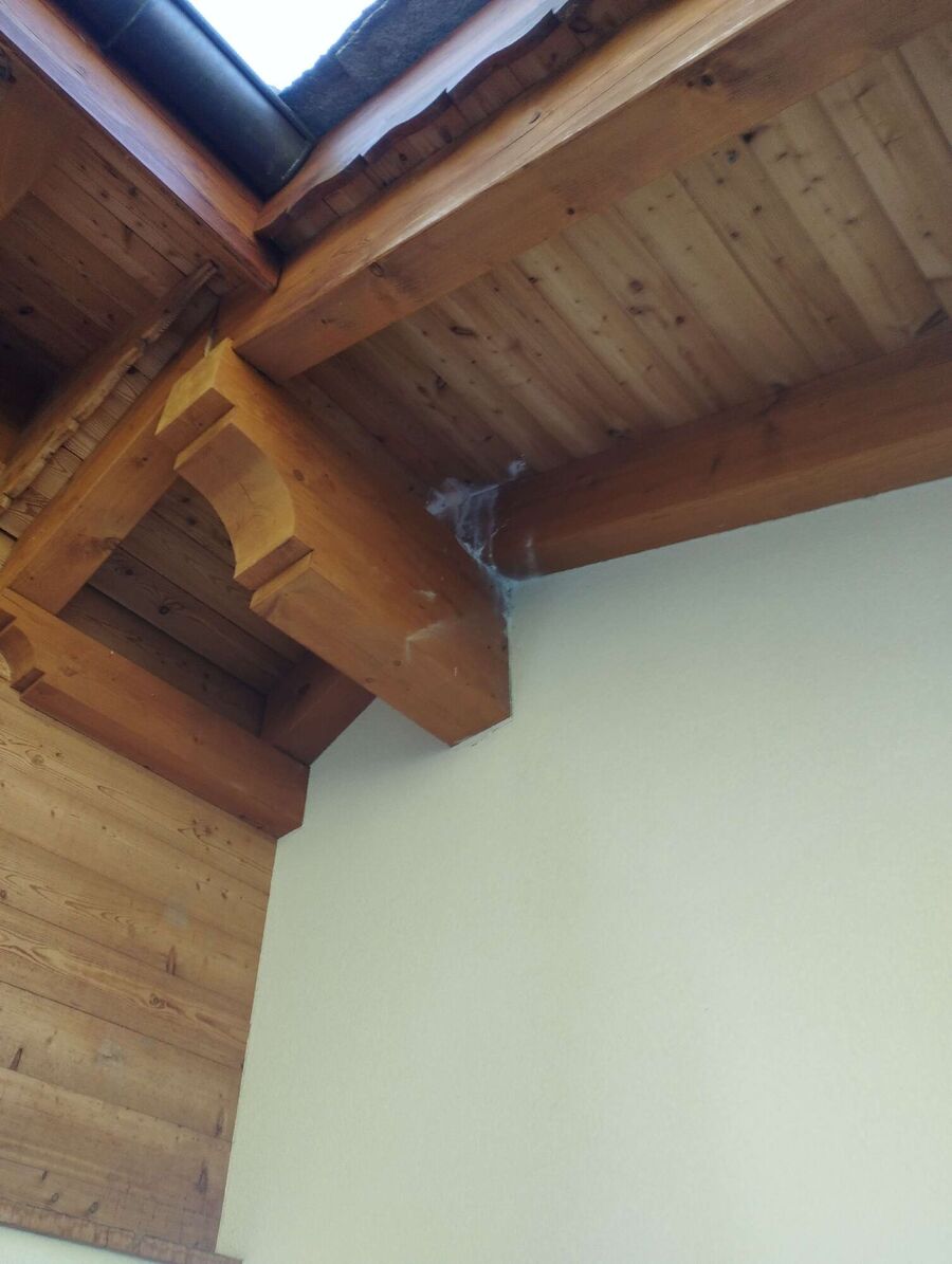  Bienennest entfernen