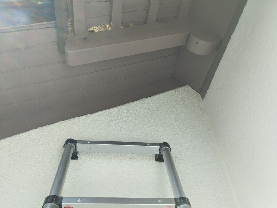  Bienennest entfernen