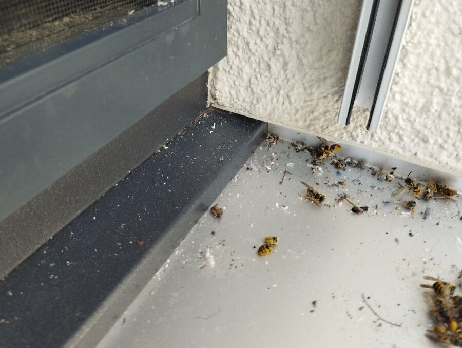  Bienennest entfernen.jpeg