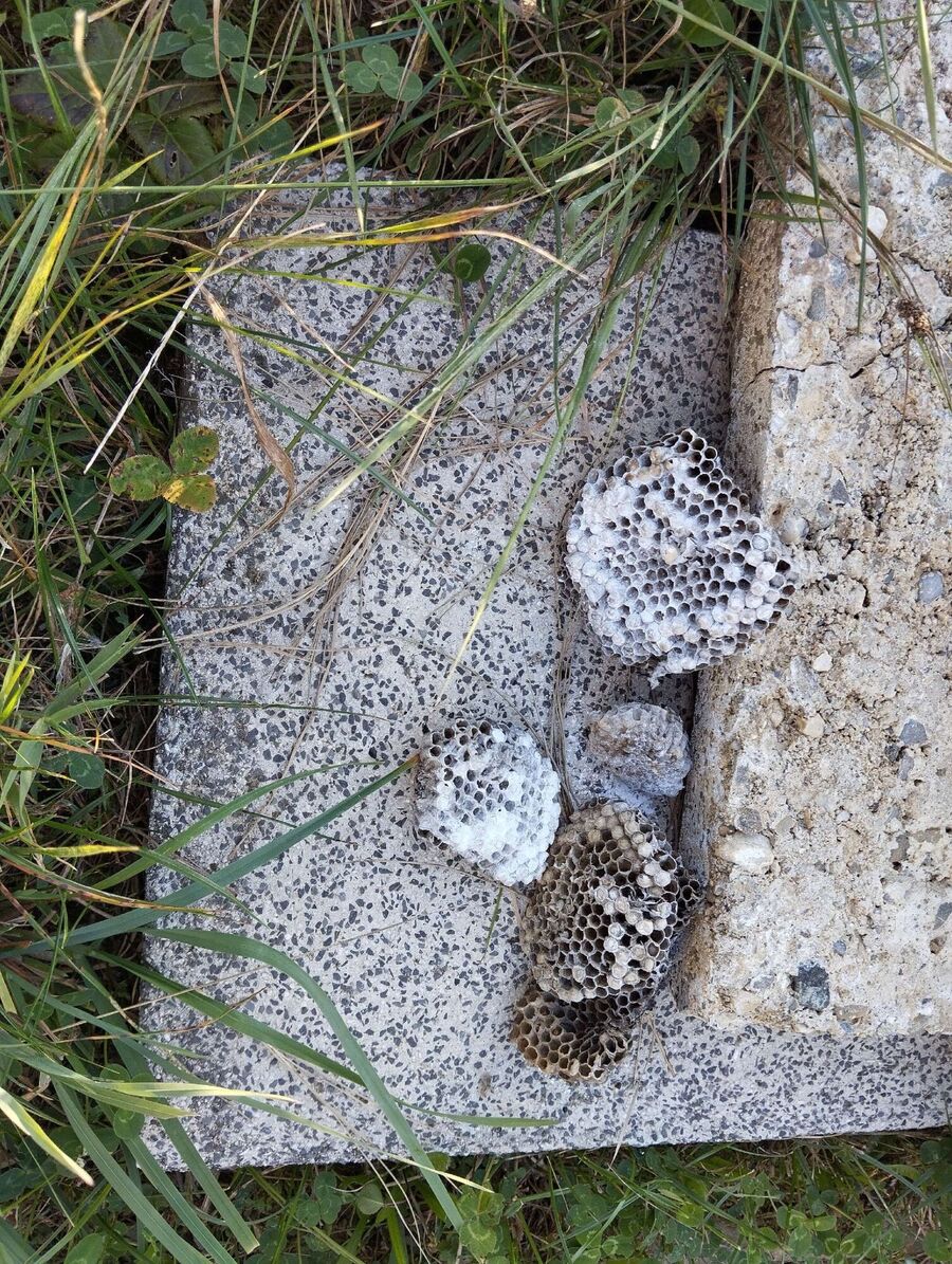  Bienennest entfernen