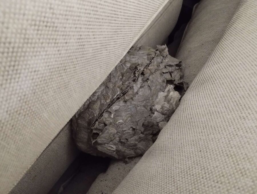 Bienen umsiedeln &  Bienennest entfernen 