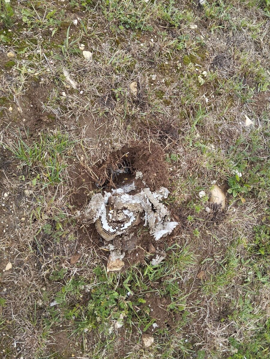  Bienennest entfernen