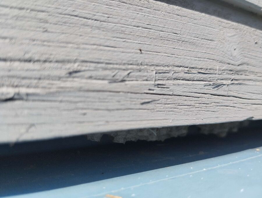  Bienennest entfernen.jpeg