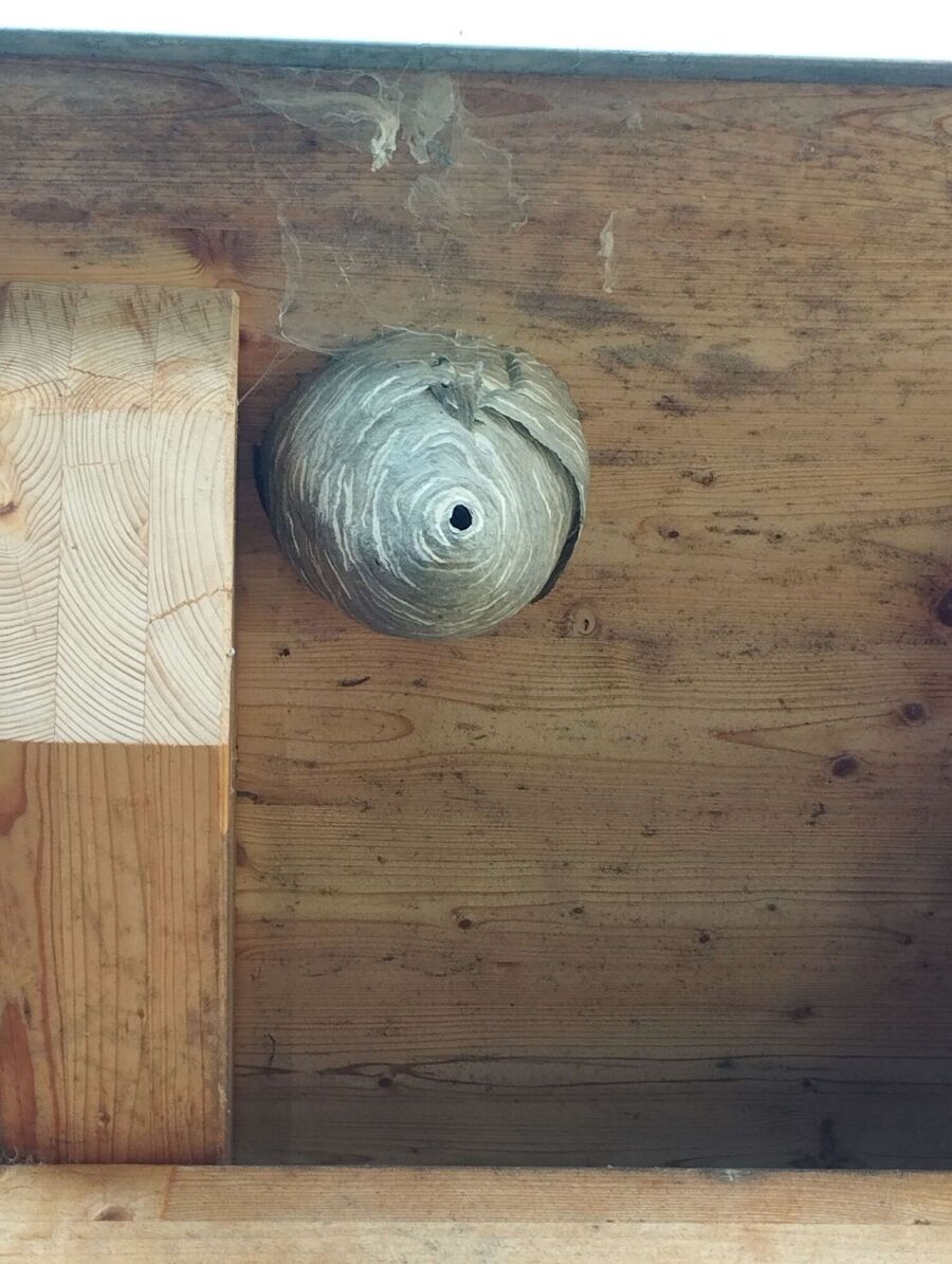  Bienennest entfernen.jpeg