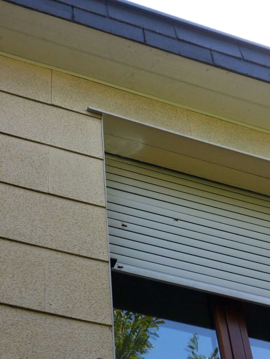  Bienennest entfernen.jpeg