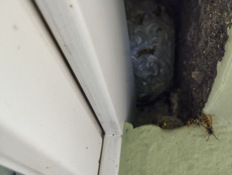 Bienen umsiedeln &  Bienennest entfernen 