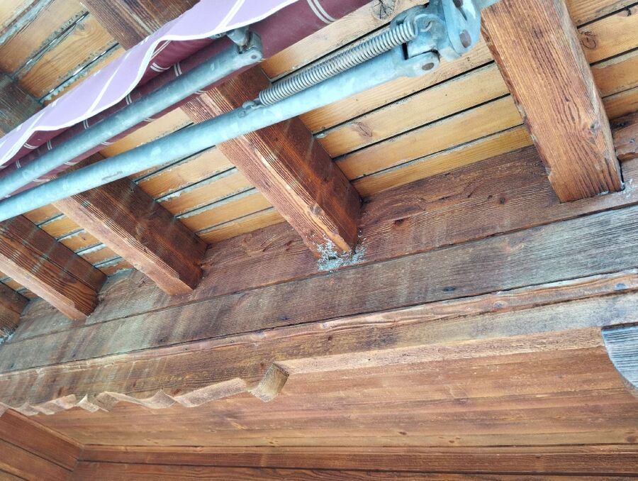 Bienen umsiedeln &  Bienennest entfernen 