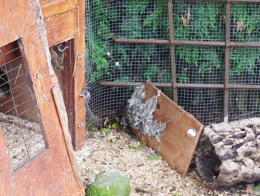  Bienennest entfernen