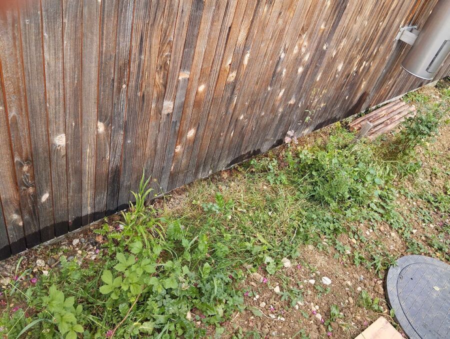 Bienen umsiedeln &  Bienennest entfernen 