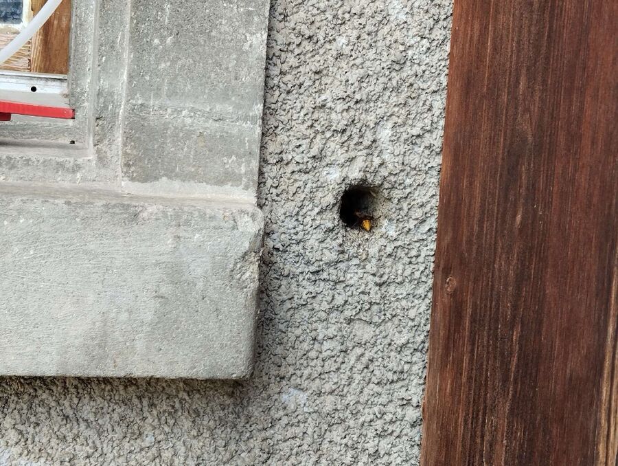  Bienennest entfernen