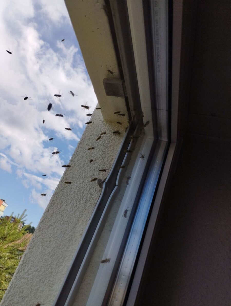  Bienennest entfernen