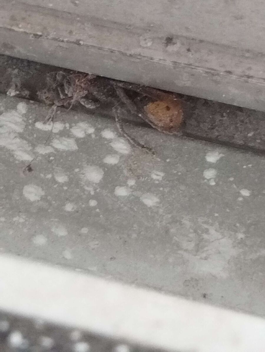 Bienen umsiedeln &  Bienennest entfernen 