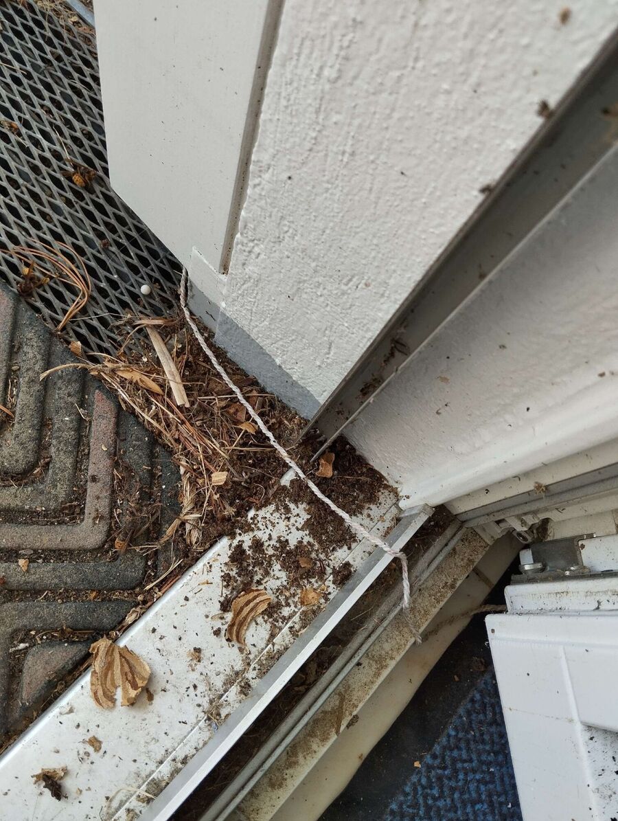  Bienennest entfernen.jpeg