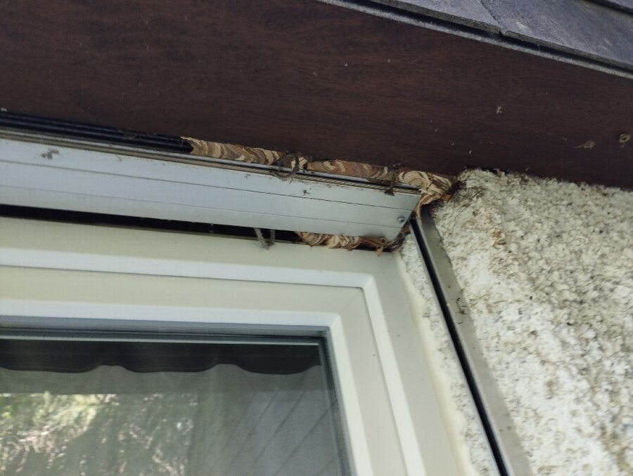  Bienennest entfernen