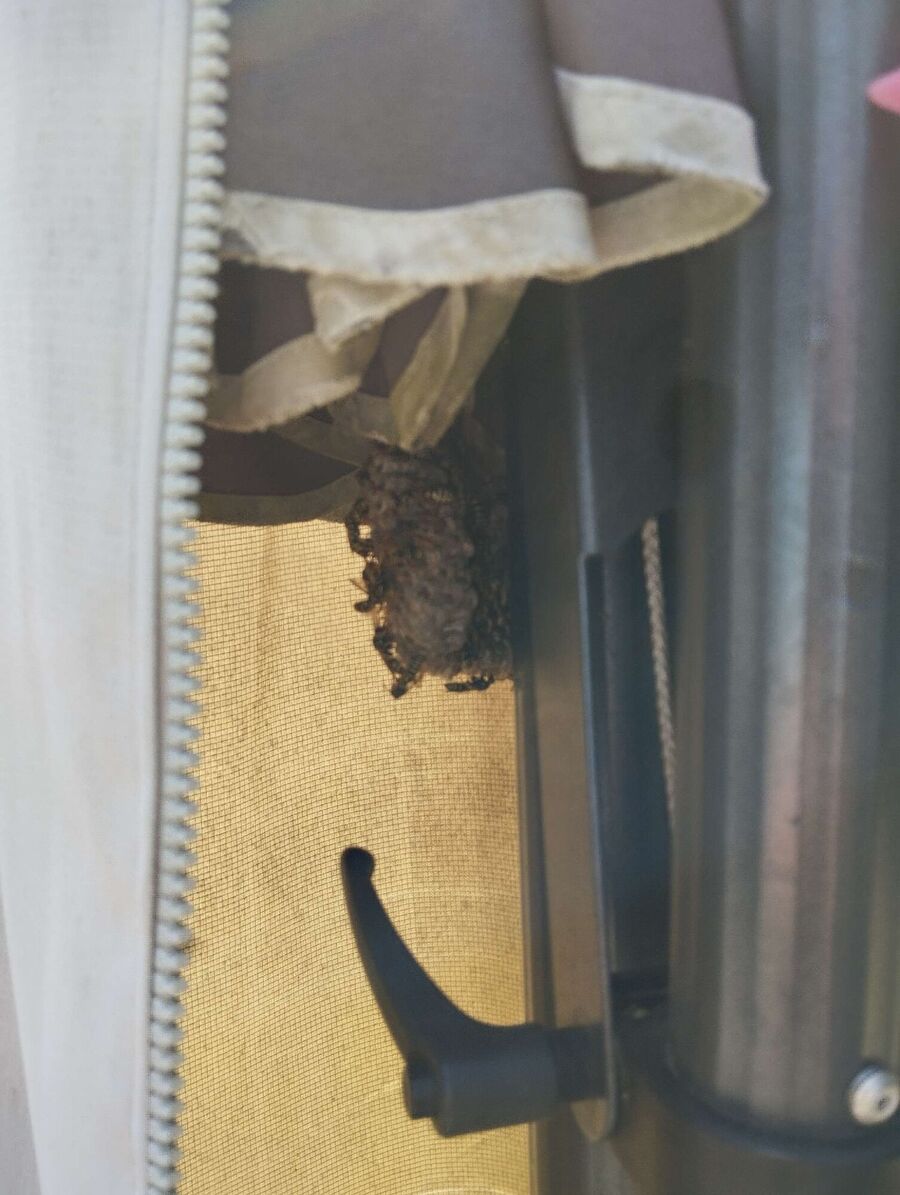 Bienen umsiedeln &  Bienennest entfernen 