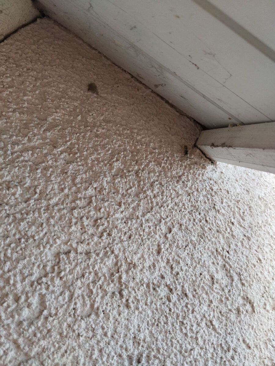  Bienennest entfernen.jpeg