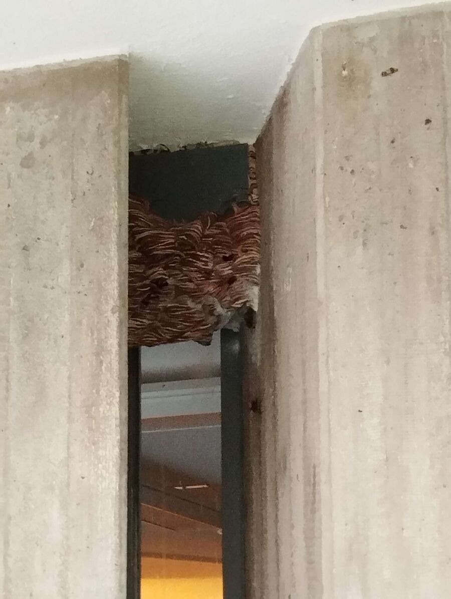 Bienen umsiedeln &  Bienennest entfernen 