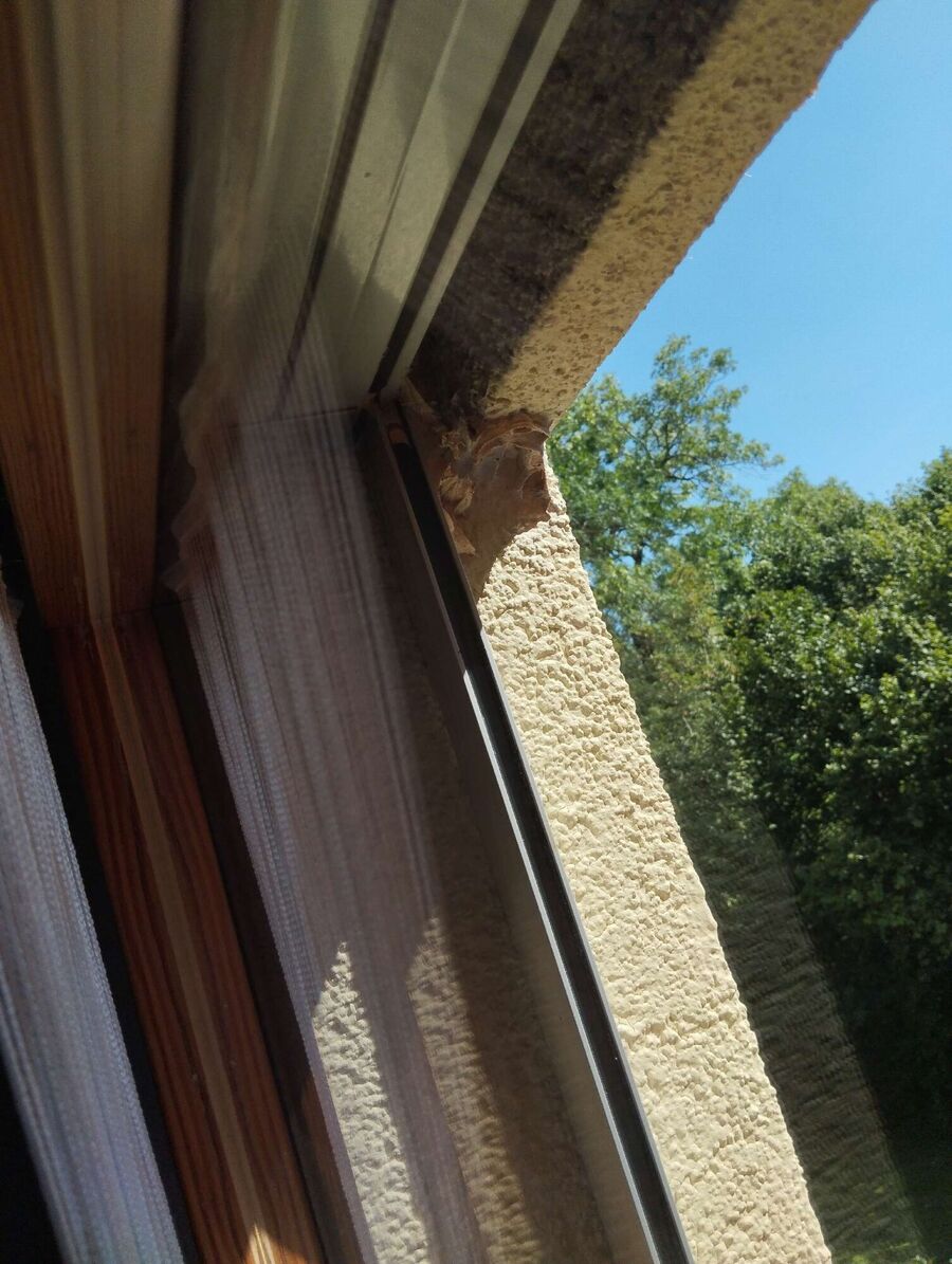 Bienen umsiedeln &  Bienennest entfernen 