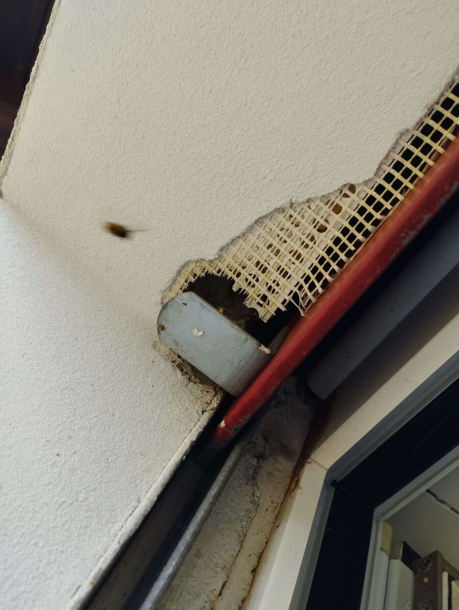  Bienennest entfernen.jpeg