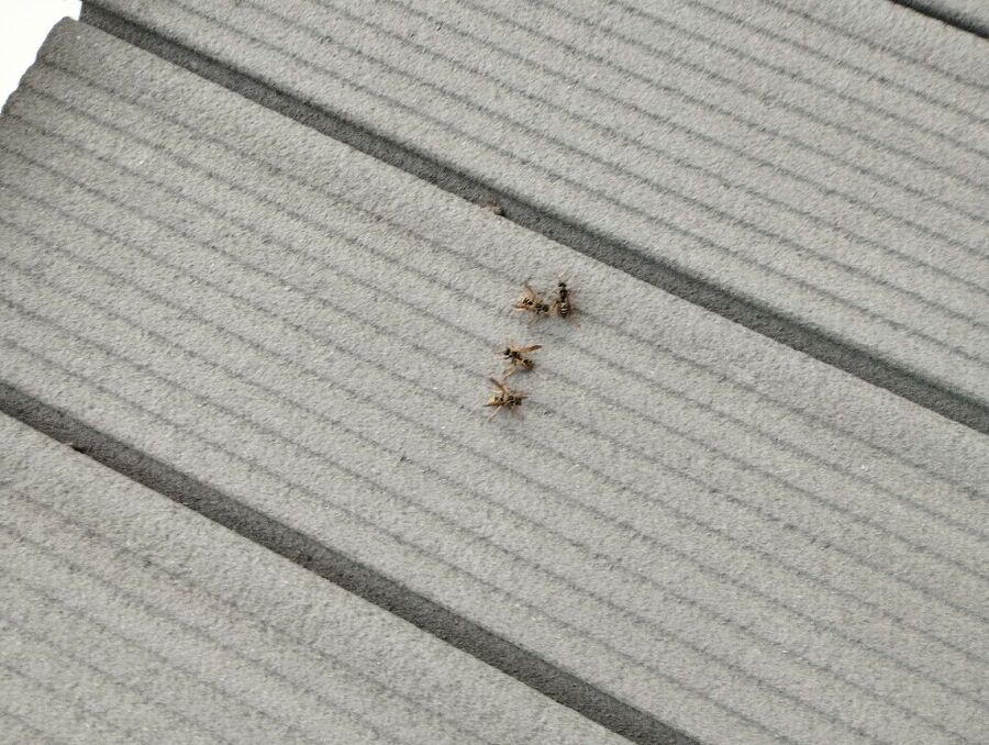  Bienennest entfernen.jpeg