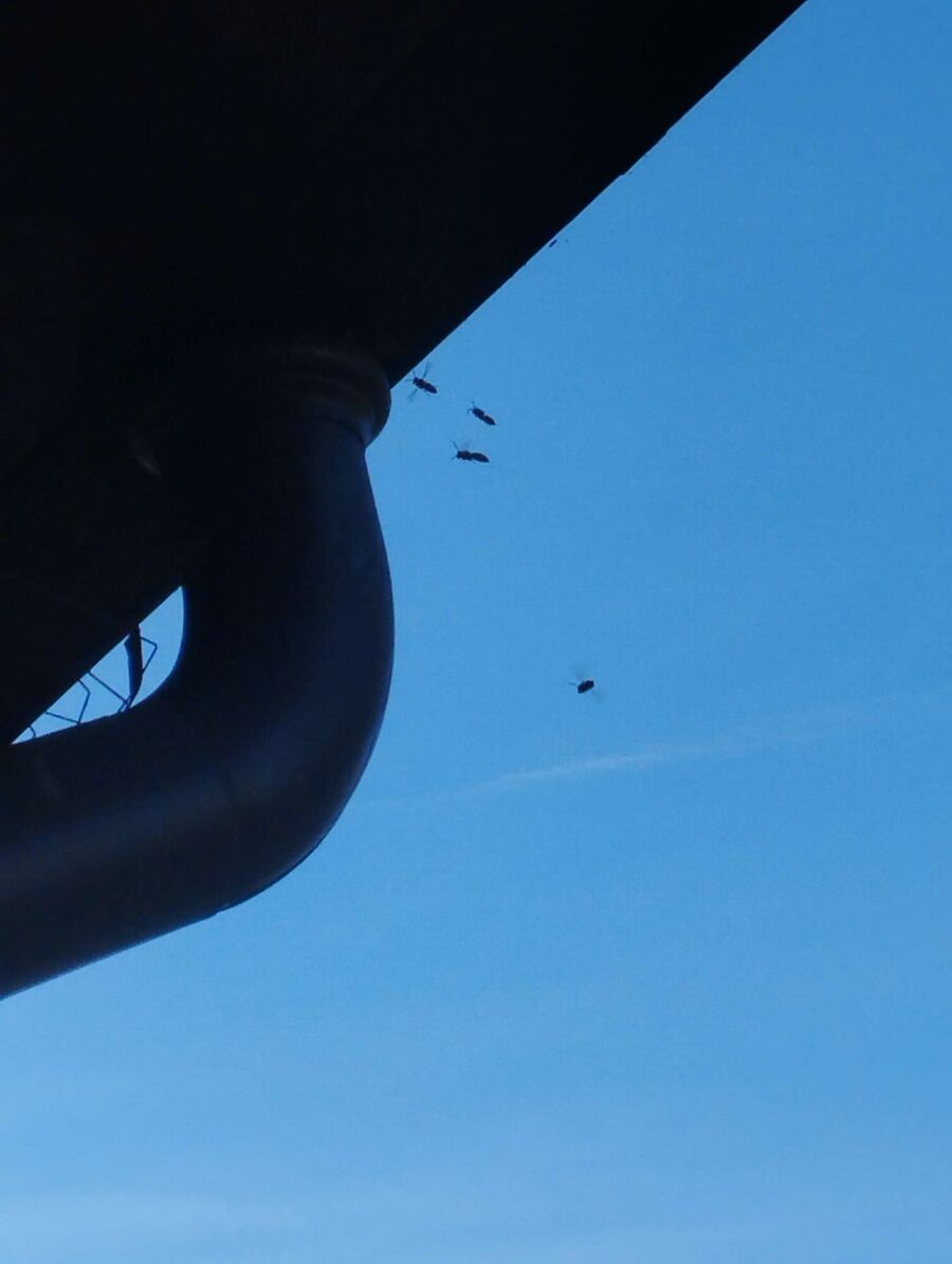  Bienennest entfernen.jpeg