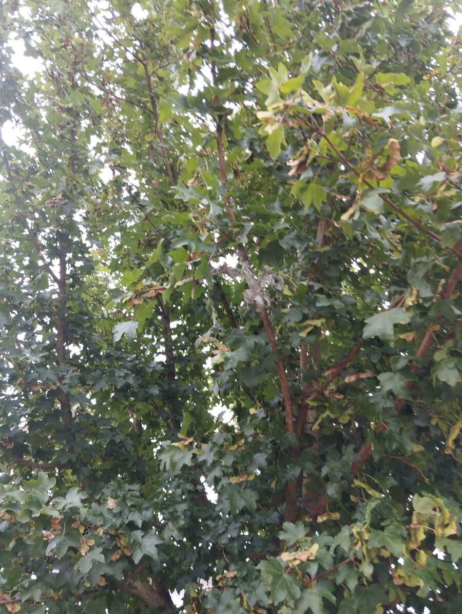 Bienen umsiedeln &  Bienennest entfernen 