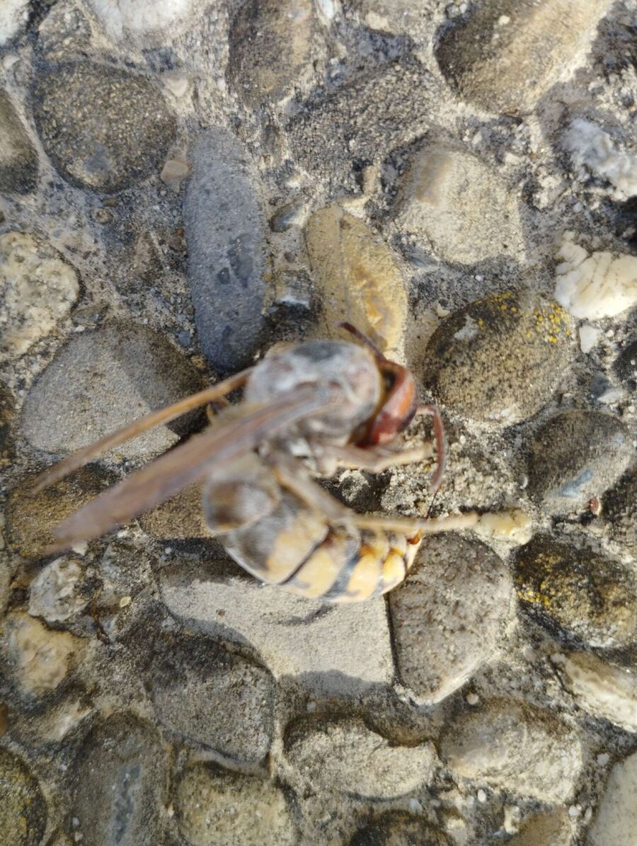  Bienennest entfernen.jpeg