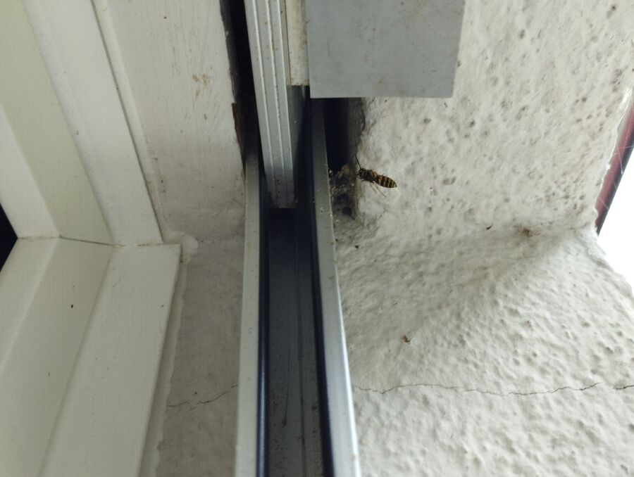  Bienennest entfernen.jpeg