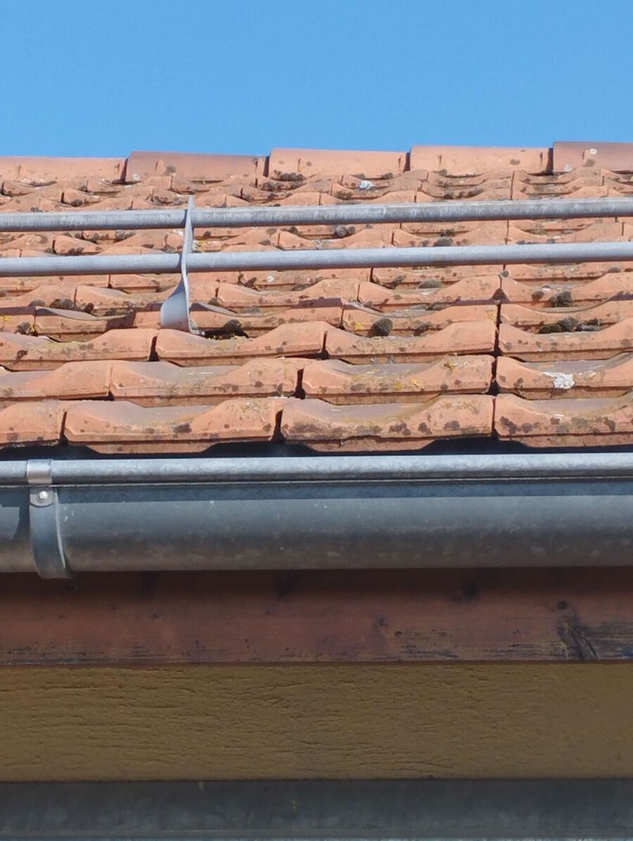  Bienennest entfernen