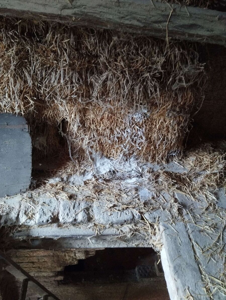 Bienen umsiedeln &  Bienennest entfernen 